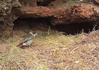 A long-nosed potteroo